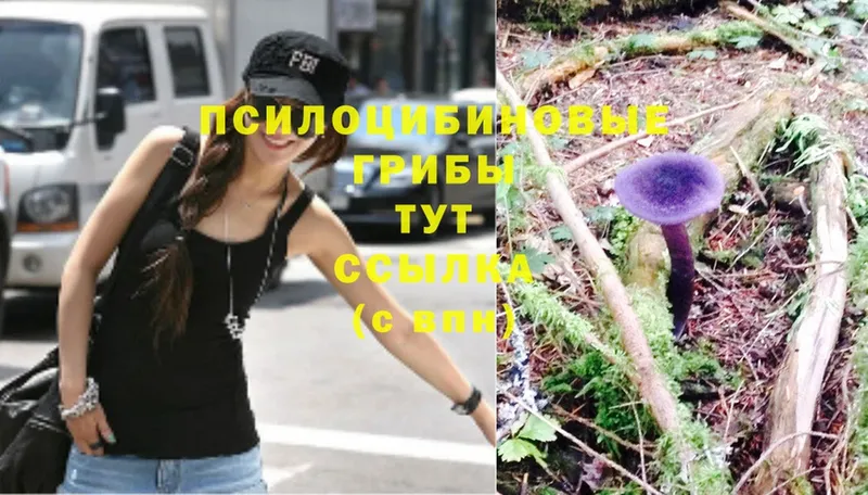 Псилоцибиновые грибы Psilocybine cubensis  Светлоград 