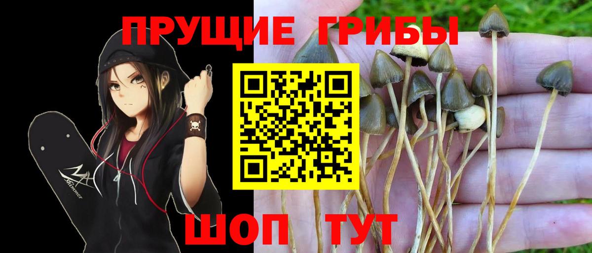 Галлюциногенные грибы GOLDEN TEACHER  Псилоцибиновые грибы Cubensis  Вход с VPN  Светлоград 